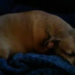 Meet your Posher, Tilton